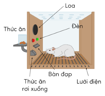 Sinh 11, điều kiện hóa hành động