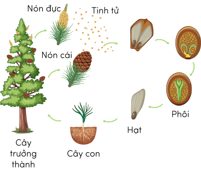 Sinh 11, vòng đời của cây thông