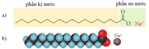 Hình 2. Công thức cấu tạo (a) và mô hình đặc (b) của sodium stearate (C17C35COONa)