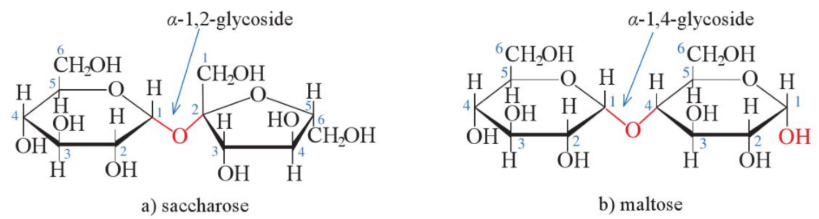 Hình 3. Cấu tạo các phân tử saccharose (a) và maltose (b).