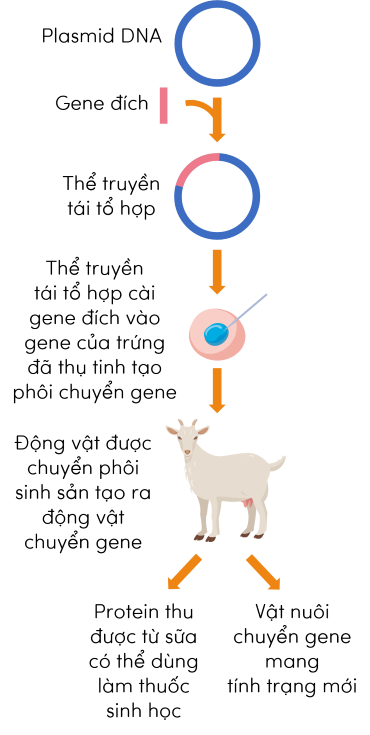 KHTN 9, công nghệ tạo động vật chuyển gene