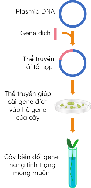 KHTN 9, công nghệ tạo giống cây trồng biến đổi gene