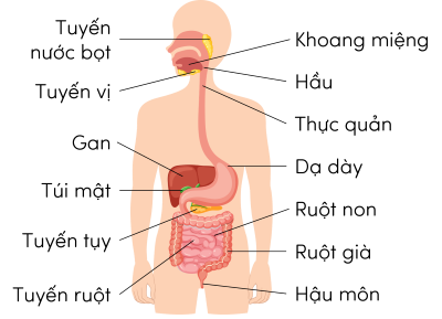 KHTN 8, cấu tạo hệ tiêu hóa ở người