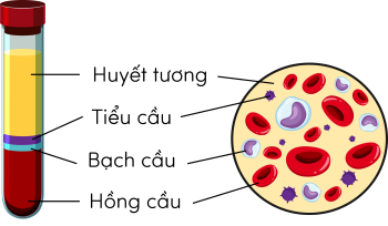 KHTN 8, các thành phần cấu tạo của máu