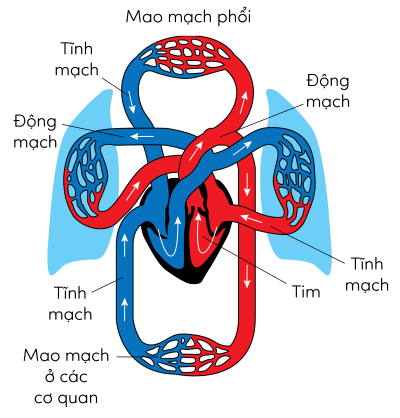 KHTN 8, sơ đồ hệ tuần hoàn ở người