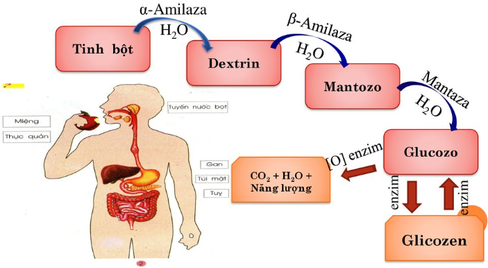 Hình 11. Sự chuyển hoá tinh bột trong cơ thể người.