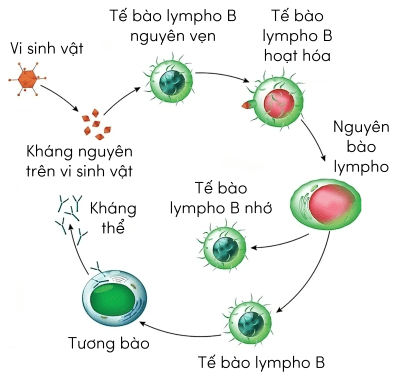 KHTN 8, cơ chế miễn dịch trong cơ thể người