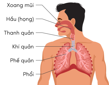 KHTN 8, cấu tạo hệ hô hấp ở người