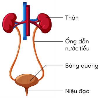 KHTN 8, cấu tạo hệ bài tiết nước tiểu