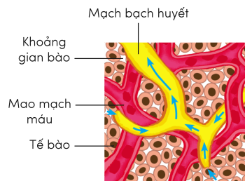 KHTN 8, môi trường trong của cơ thể