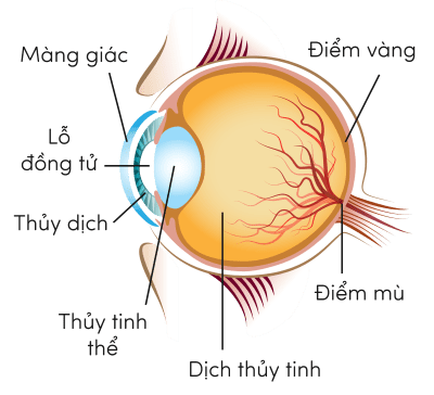 KHTN 8, cấu tạo của cầu mắt