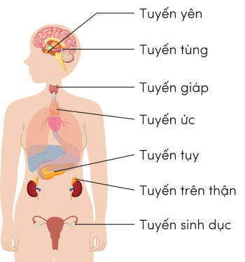 KHTN 8, một số tuyến nội tiết ở người