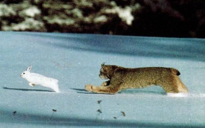 Mèo rừng săn bắt thỏ olm