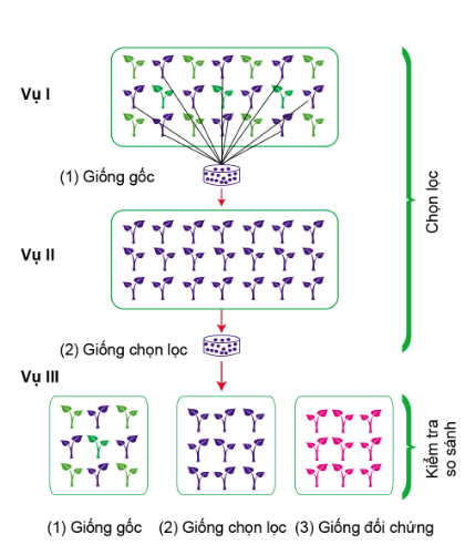 Công nghệ 10, olm, Cánh diều