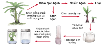 Công nghệ 10, olm, Cánh diều