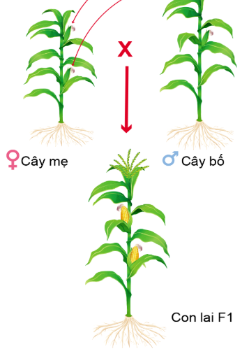 Công nghệ 10, olm, Cánh diều