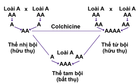 Công nghệ 10, olm, Cánh diều