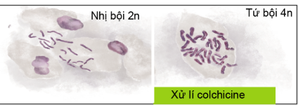 Công nghệ 10, olm, Cánh diều