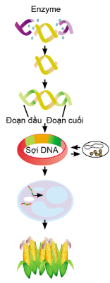 Công nghệ 10, olm, Cánh diều