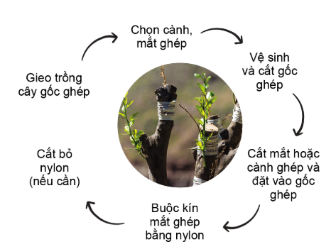 Công nghệ 10, olm, cánh diều