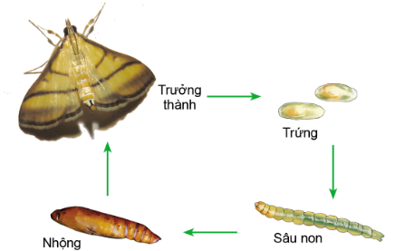 Công nghệ 10, olm, cánh diều