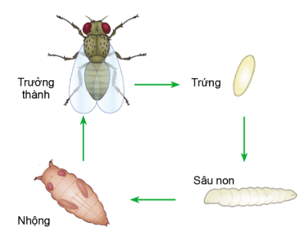 Công nghệ 10, olm, cánh diều