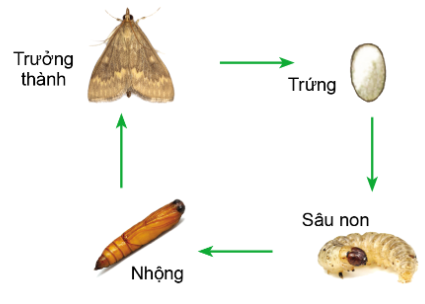 Công nghệ 10, olm, cánh diều