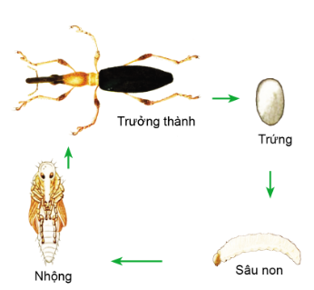 Công nghệ 10, olm, cánh diều