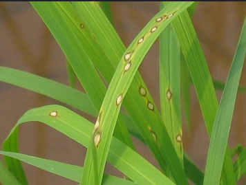 Công nghệ 10, olm, cánh diều