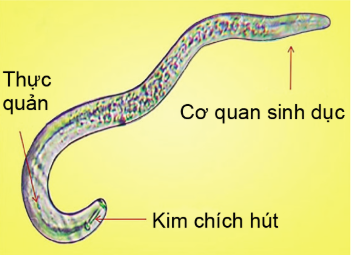 Công nghệ 10, olm, cánh diều