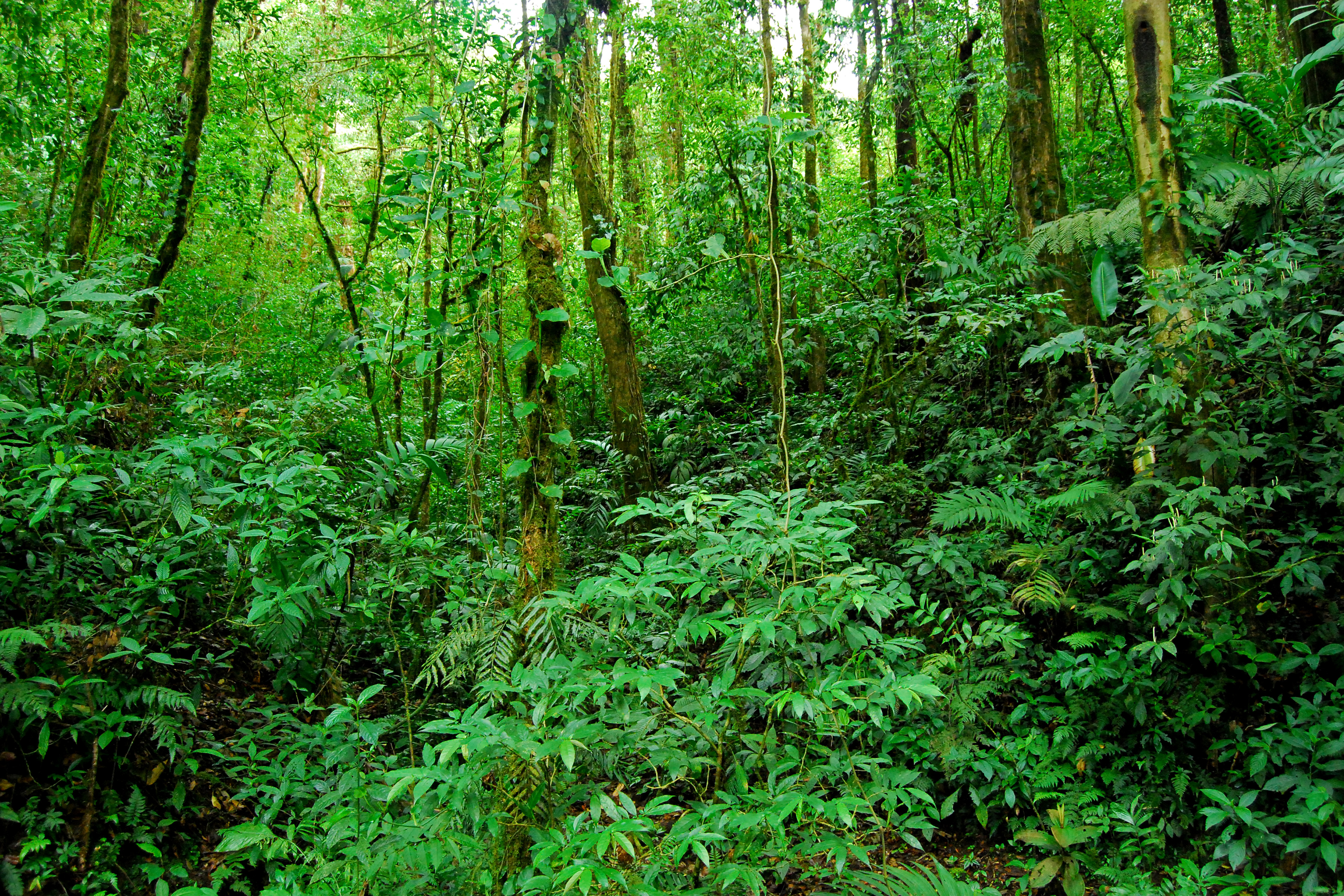 Hệ sinh thái rừng mưa nhiệt đới olm