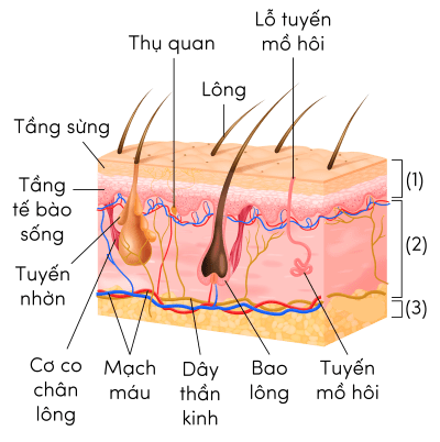 KHTN 8, các lớp cấu tạo của da