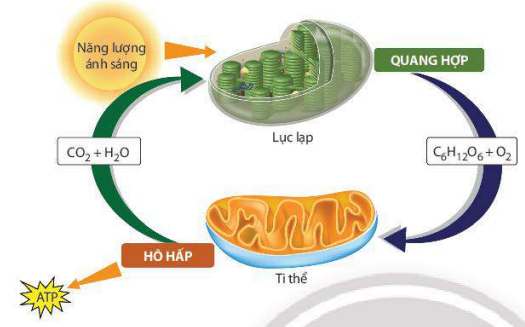 Sơ đồ thể hiện mối quan hệ giữa quang hợp và hô hấp