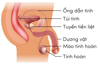 KHTN 8, cấu tạo cơ quan sinh dục nam