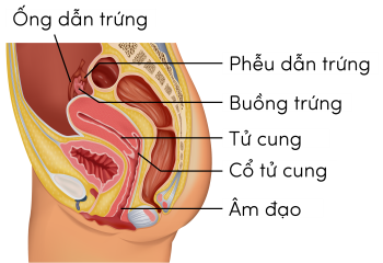 KHTN 8, cấu tạo cơ quan sinh dục nữ