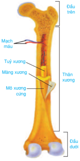 Cấu trúc của xương đùi