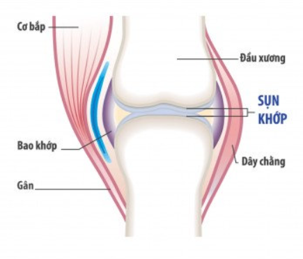 Xương ở đầu gối