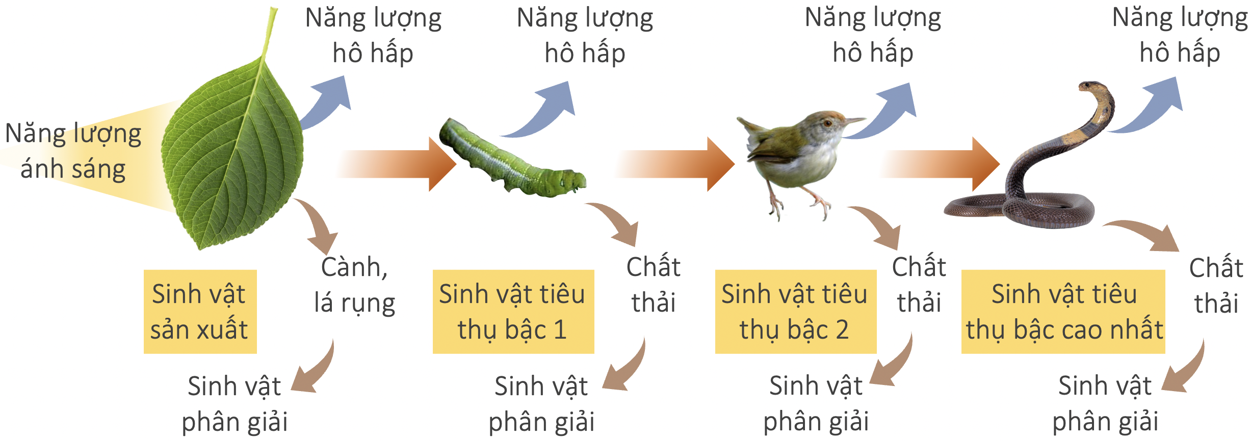 3. Hiệu Suất Sinh Thái