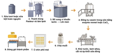 Công nghệ 11, Quy trình chế biến phô mai công nghiệp