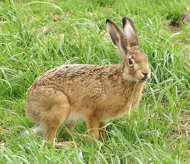 chi thỏ Lepus