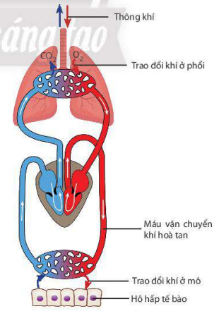 Các giai đoạn của quá trình hô hấp