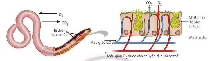 Hô hấp ở giun đất