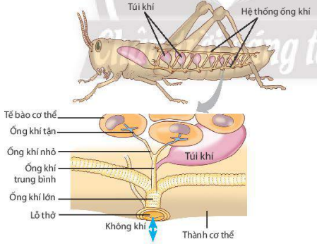 Sự trao đổi khí ở côn trùng