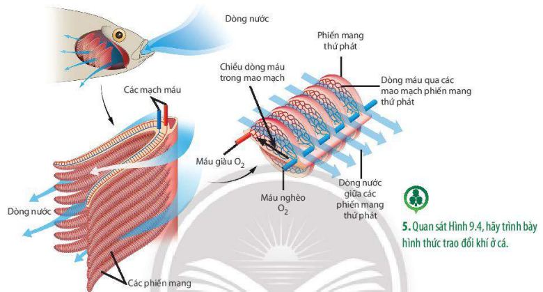 Trao đổi khí ở cá