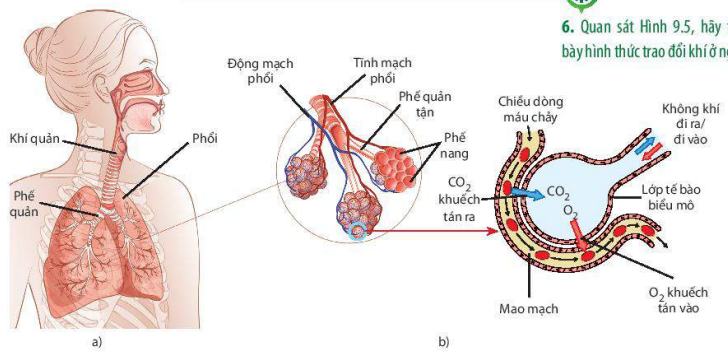 Hệ hô hấp ở người (a) và cấu tạo của phế nang (b)