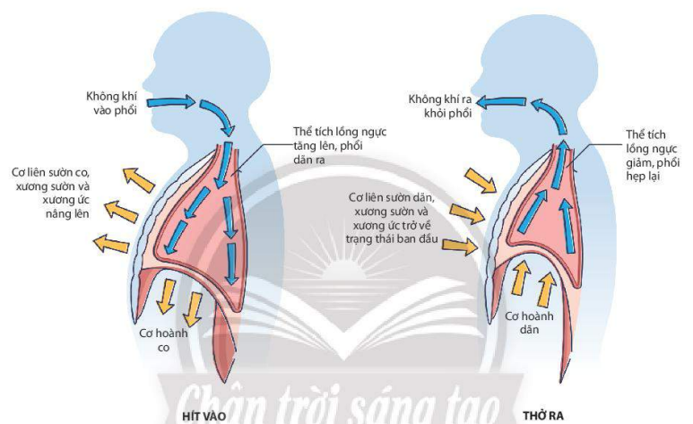 Quá trình thông khí ở người