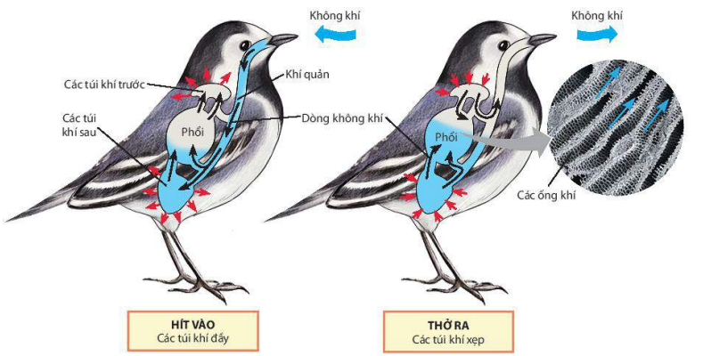 Hệ hô hấp ở chim