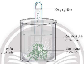 Mô tả thí nghiệm chứng minh sự hình thành oxygen trong quang hợp