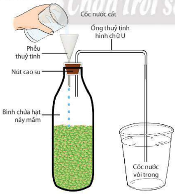 Thí nghiệm chứng minh quá trình hô hấp thải carbon dioxide