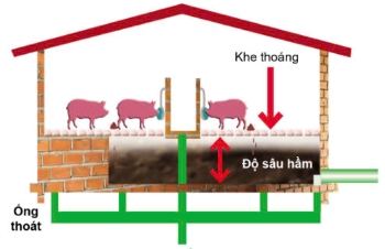 Công nghệ 11, Mô hình chăn nuôi tiết kiệm nước trong chăn nuôi lợn